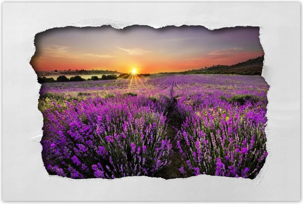 Poszter 60x40 Levendulamező Nyugat