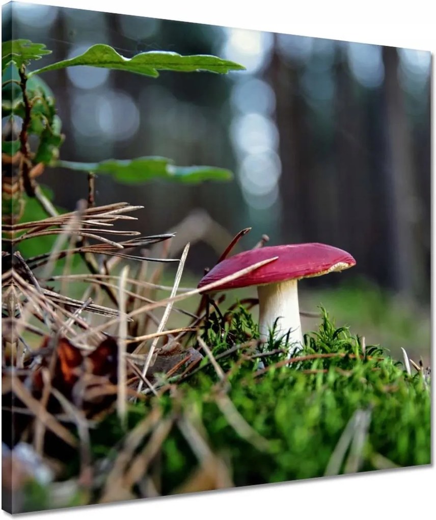 Vászonkép 40x40 Gomba Vörös légykapó