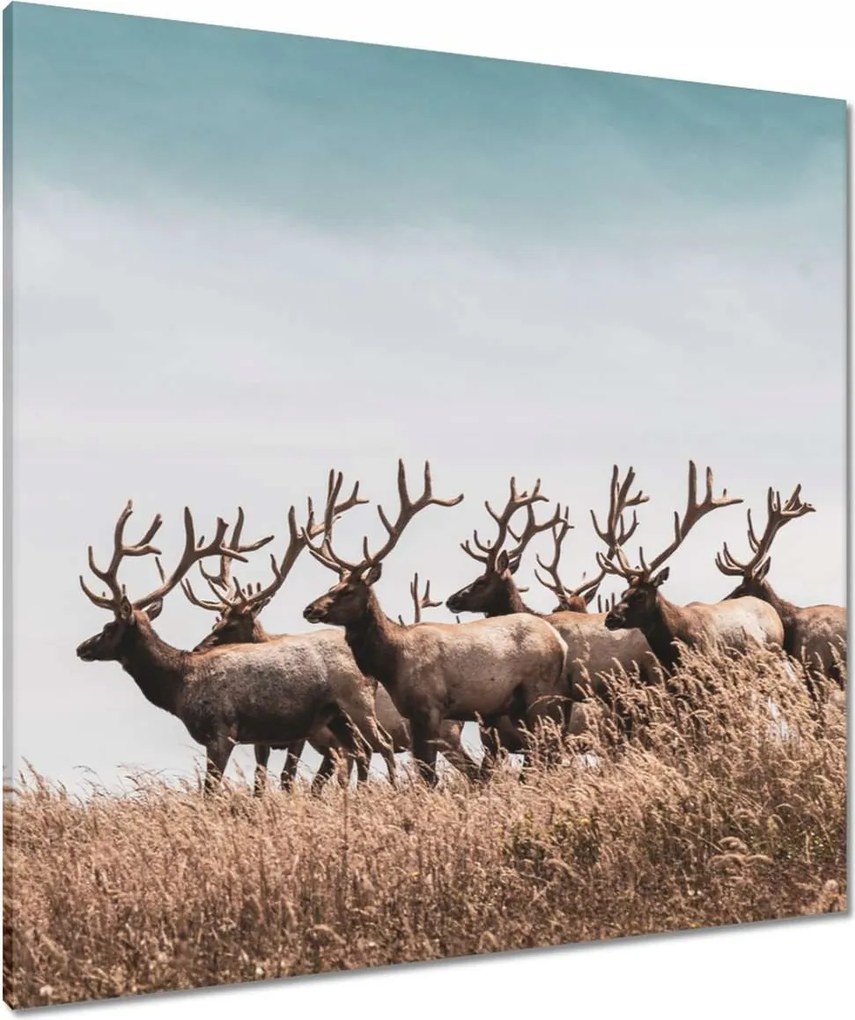 Vászonkép 80x80 Szarvascsorda Szarvak