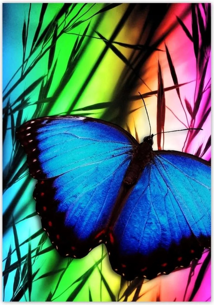 Poszterek 70x100 Kék pillangó