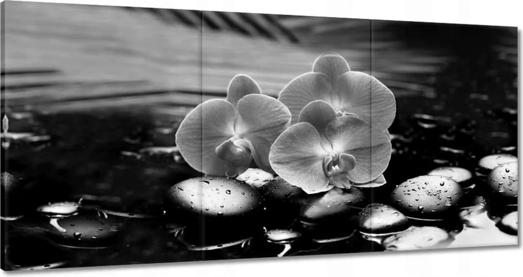 Festmények 120x60 Orchideák a köveken
