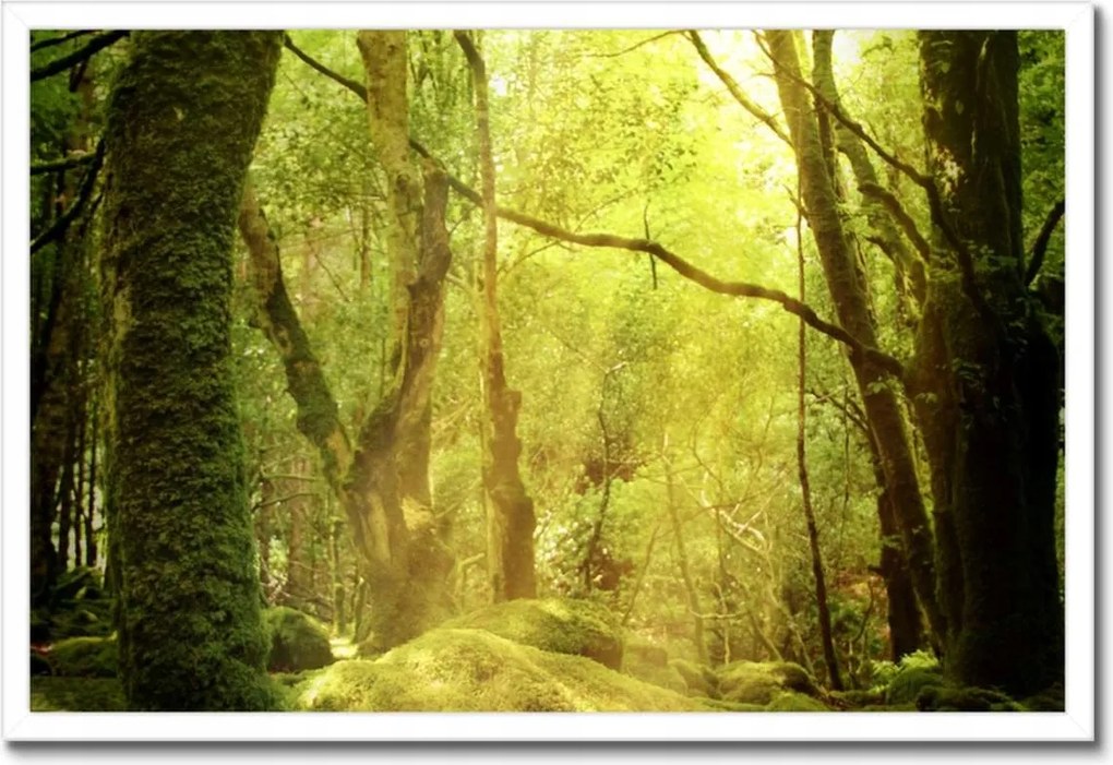 Poszterek keretben 60x40 Varázslatos erdő Tájkép