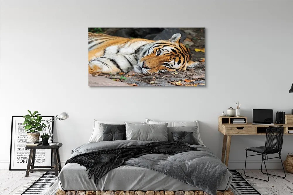 Canvas képek fekvő tigris 100x50 cm