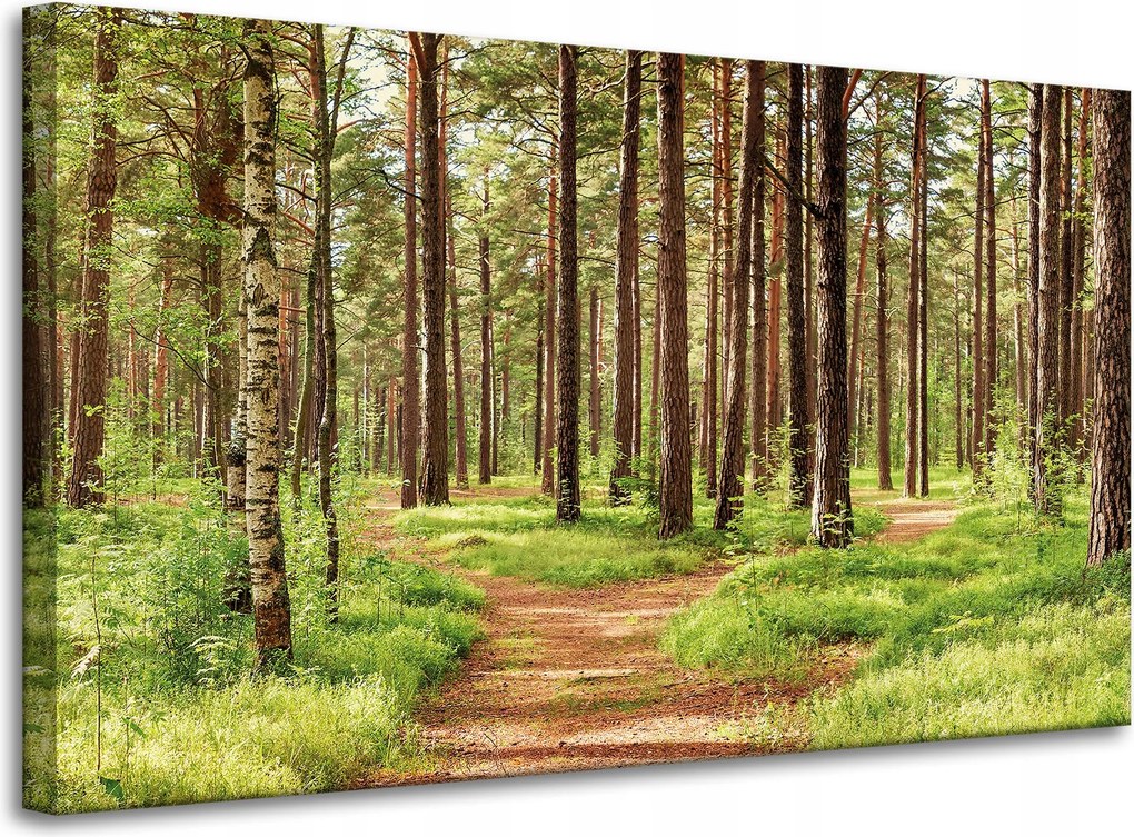 Vászonkép Ösvény az erdőben Fák Természet 100x60 cm