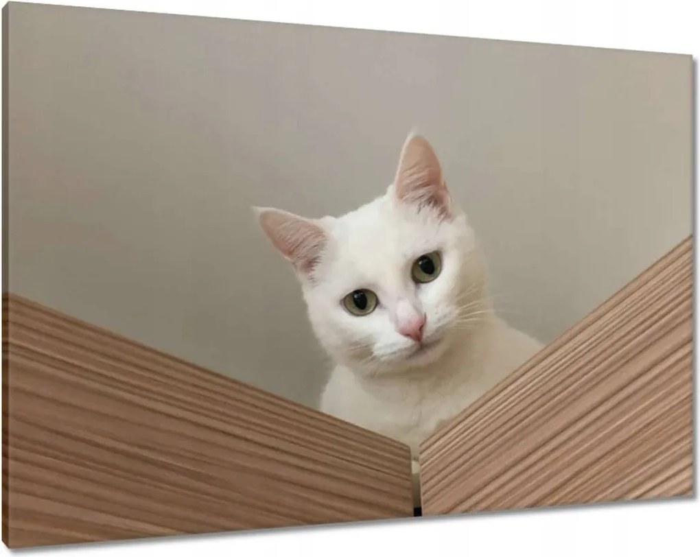 Vászonkép 100x70 Cica Cicák Macskák