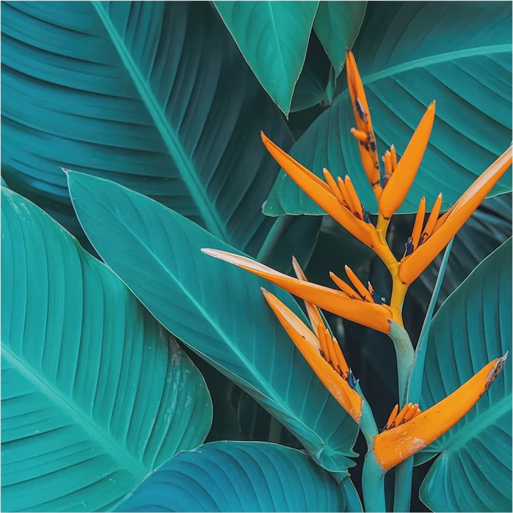 Design fotótapéta Flizelin falra Leveles virágok 250x250 Ragasztó