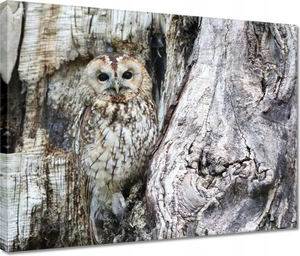 Vászonkép 40x30 Bagoly a természetben Fa