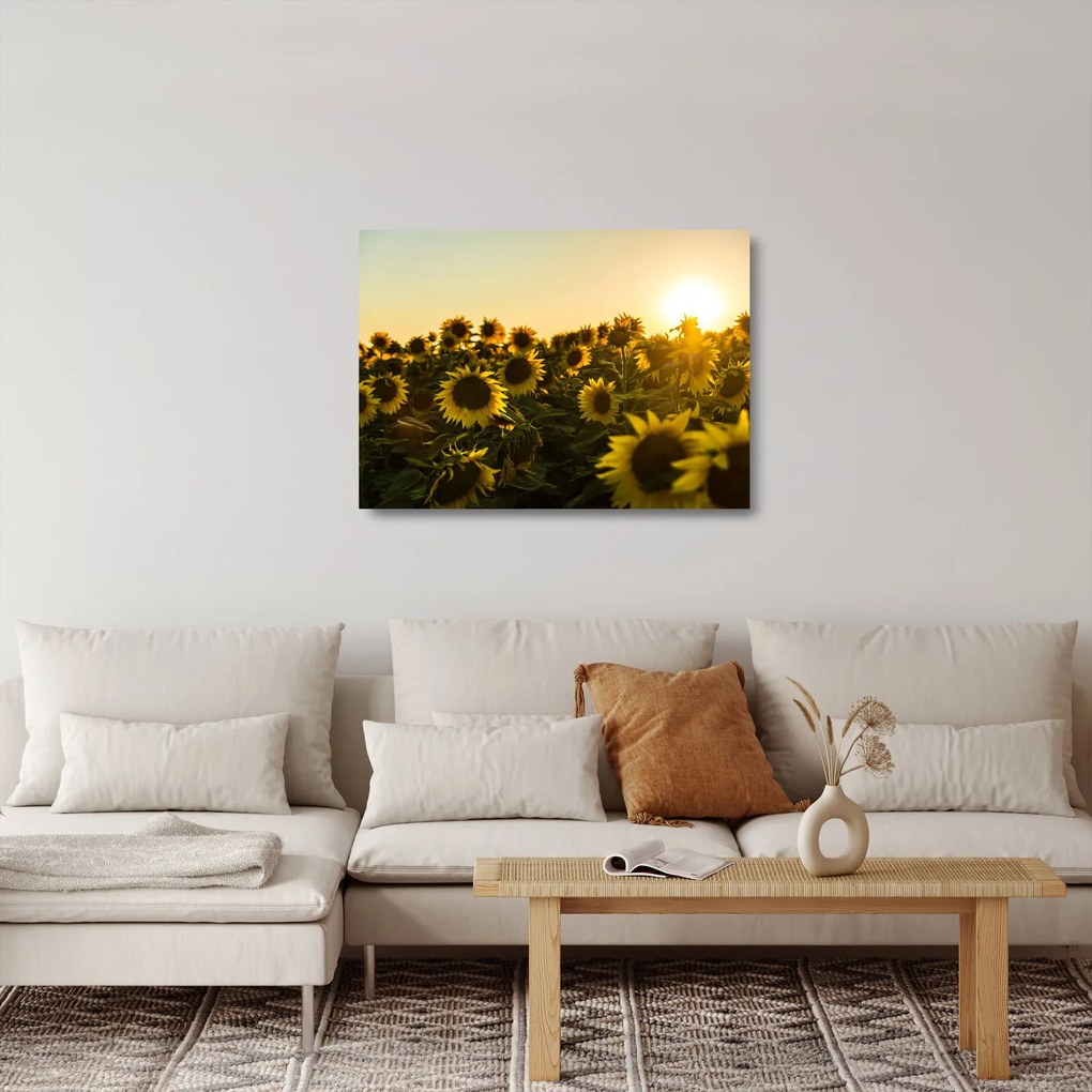 A napraforgó mező képe (üvegen) (70x50 cm)