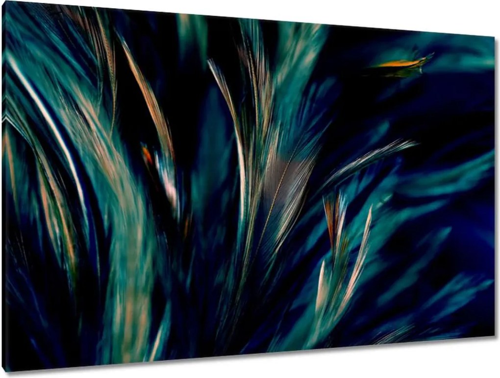 Vászonkép 120x80 Puha pávatollak