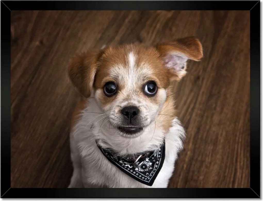 Poszterek keretben 40x30 Vidám kutyus