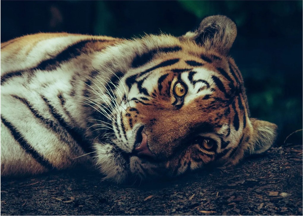 Kép - Szibériai tigris (üvegen) (70x50 cm)