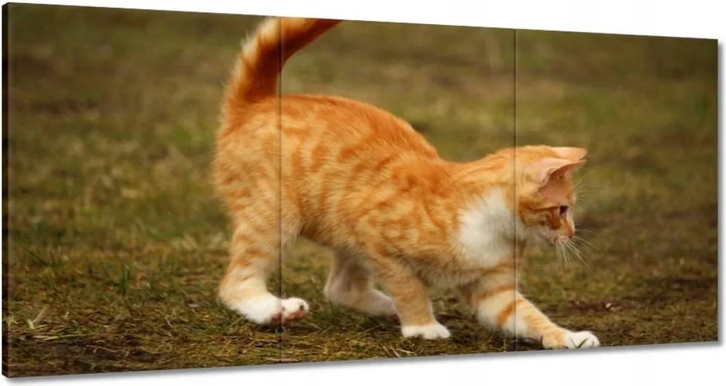 Vászonkép 180x90 Cica