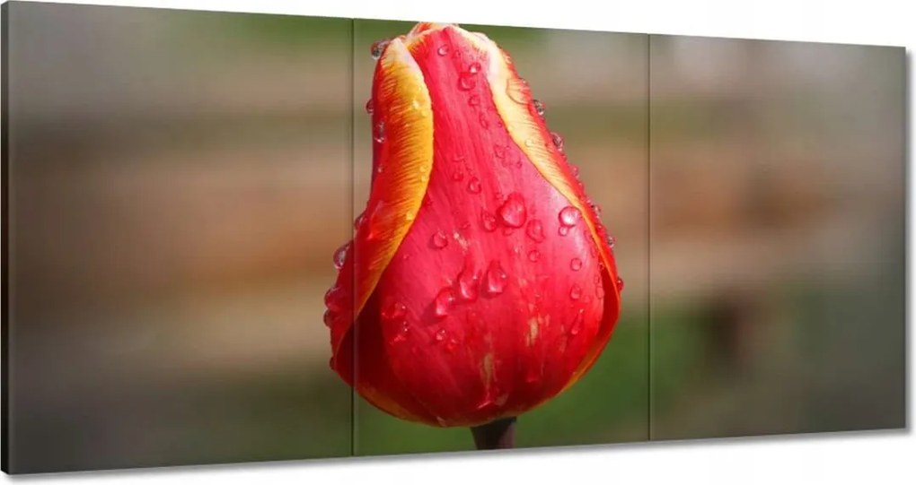 Vászonkép 180x90 Piros-sárga tulipán