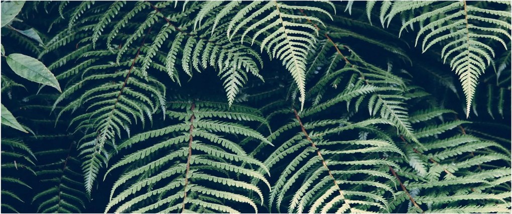 A páfrány levelek képe (120x50 cm)