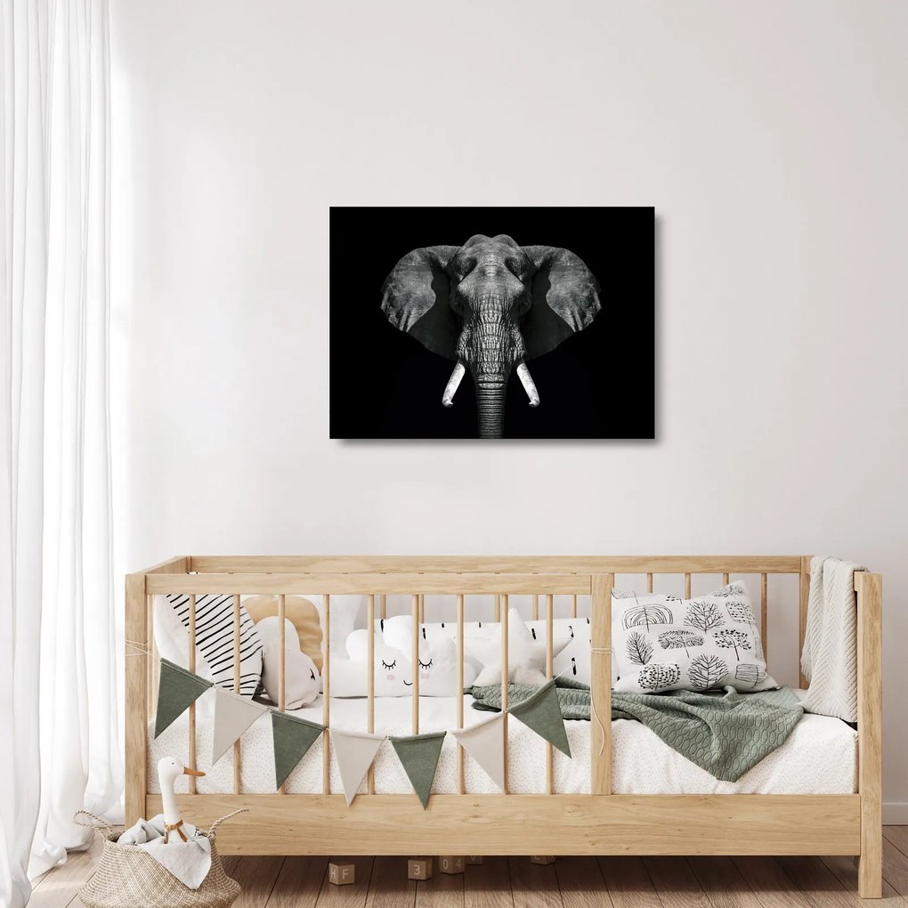 Üveg kép - Elefánt fekete háttérrel (70x50 cm)
