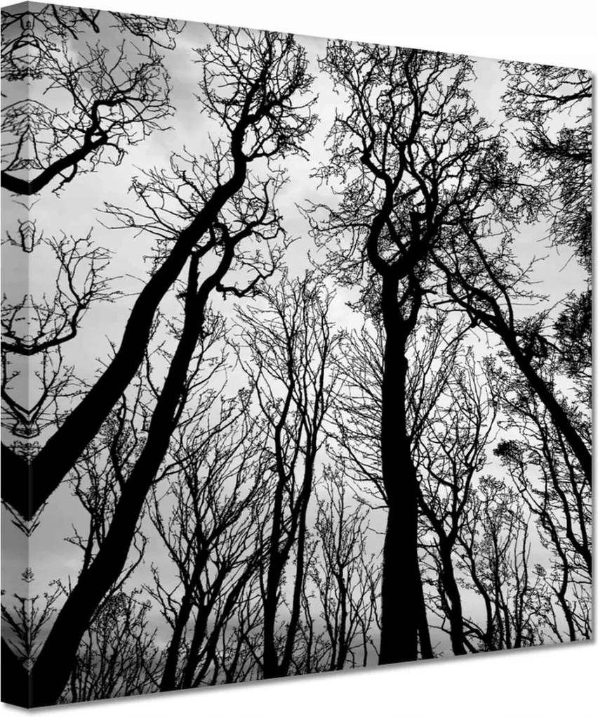 Vászonkép 60x60 Erdő Fák Kilátás alulról