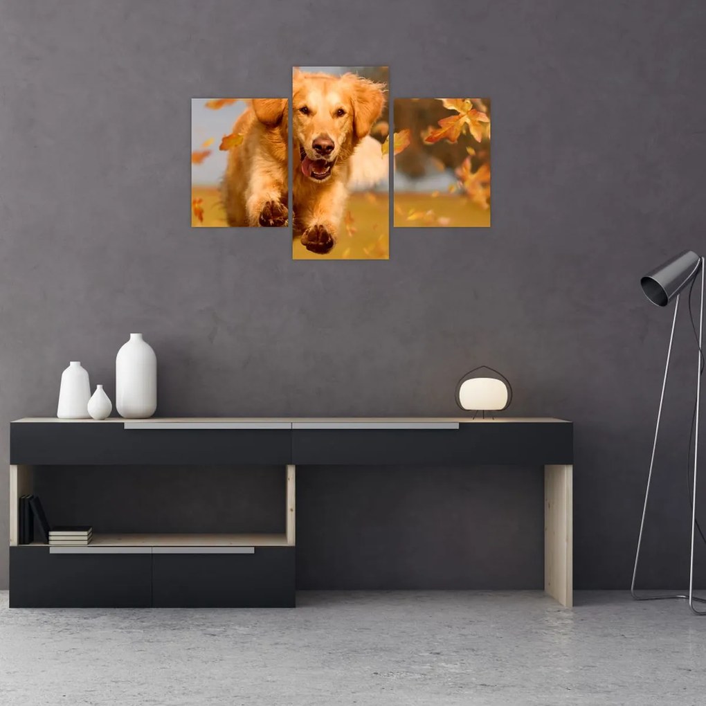 Kép - Golden Retriever (90x60 cm)