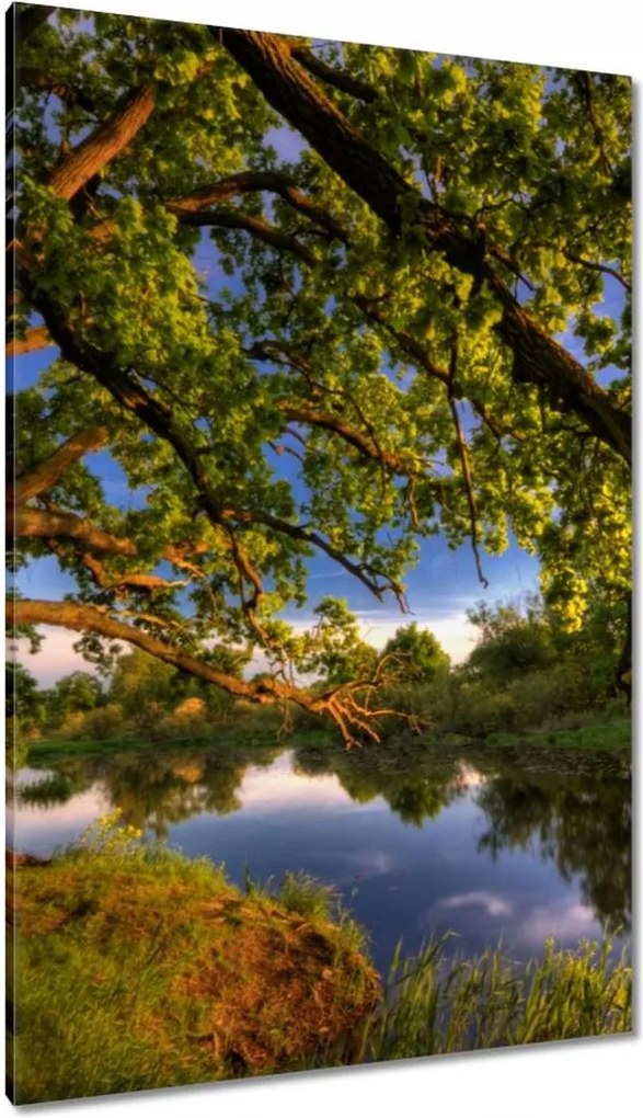 Vászonkép 80x120 Tölgy a croissant-ban