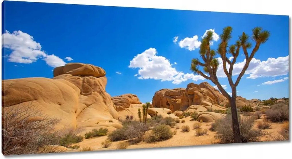 Képek 115x55 Kaktusz a sivatagban