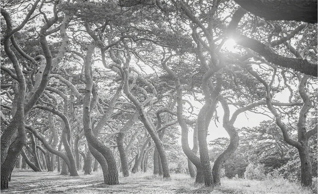 Stílusos Dekoratív Fotótapéta Flizelin Klíma erdő 416x254 Ragasztó