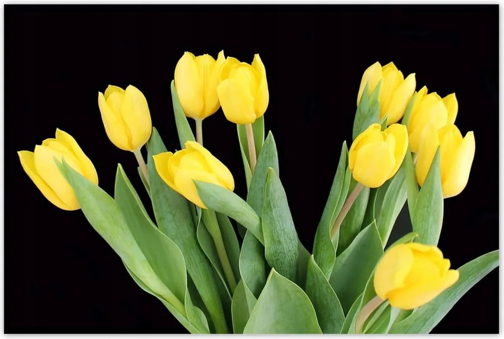 Poszterek 120x80 Sárga tulipánok