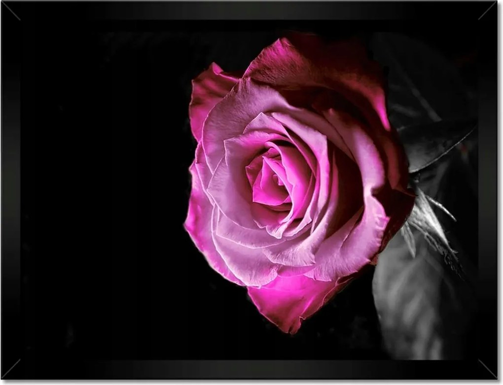 Poszterek keretben 40x30 Lila rózsa
