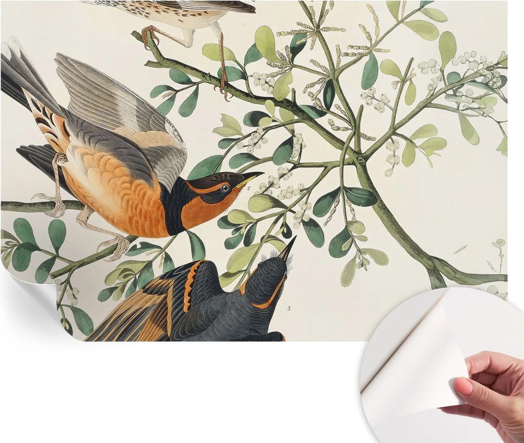 Dekoratív öntapadós fotótapéta Hálószobába Színes madarak 104x70 cm