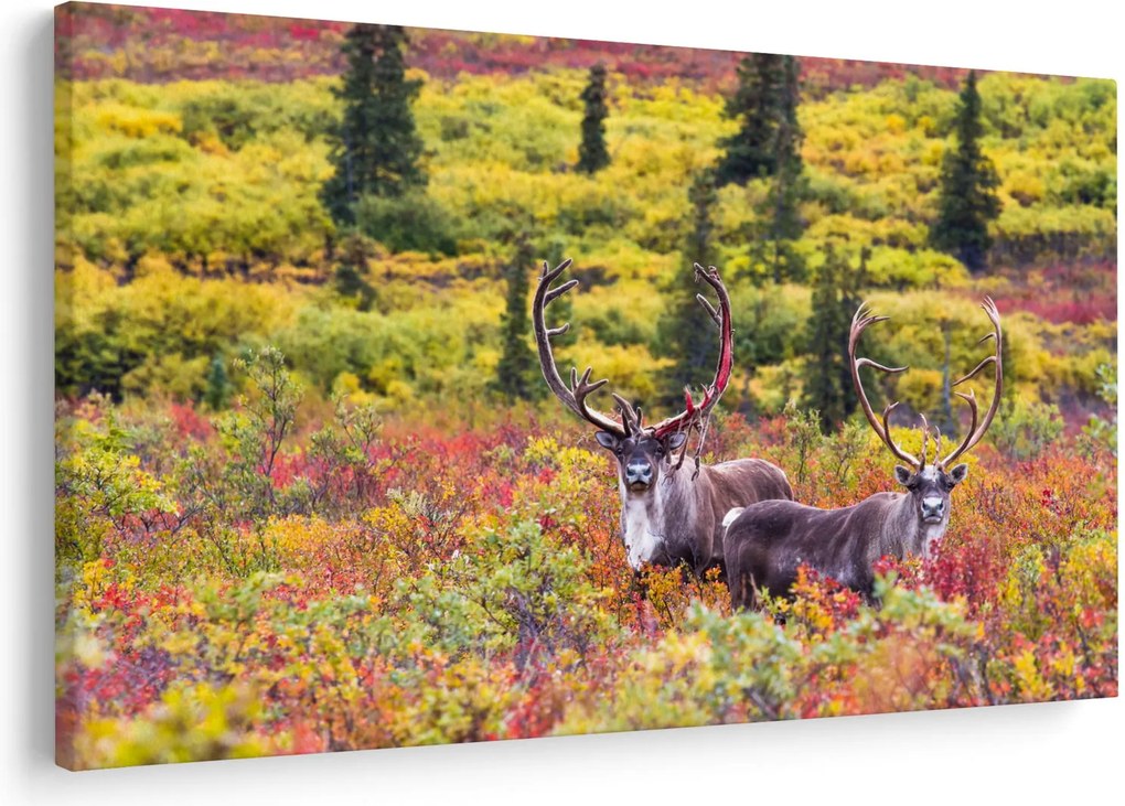Kép - Caribou, Alaszka (90x60 cm)