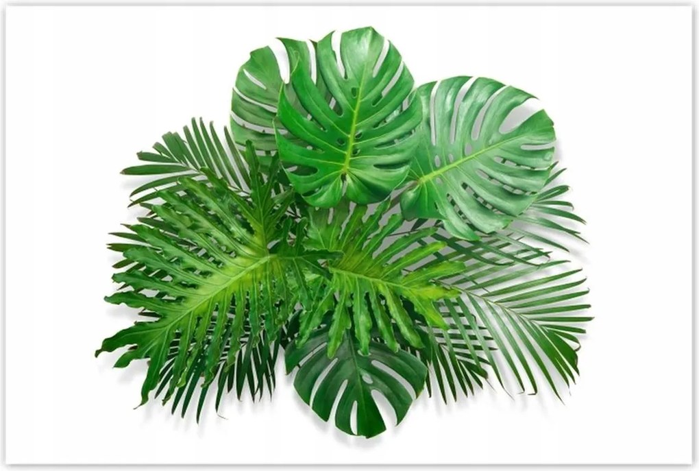 Poszterek 120x80 Monstera Lyukas levelek
