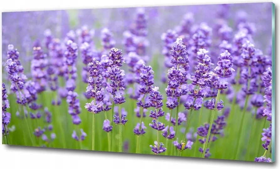 Fotótapéta falra edzett üveg Levendula 125x50