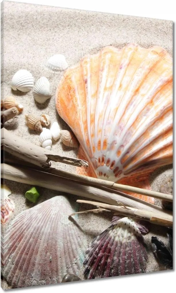 Vászonkép 70x100 Kagylók a balti tengerpartról