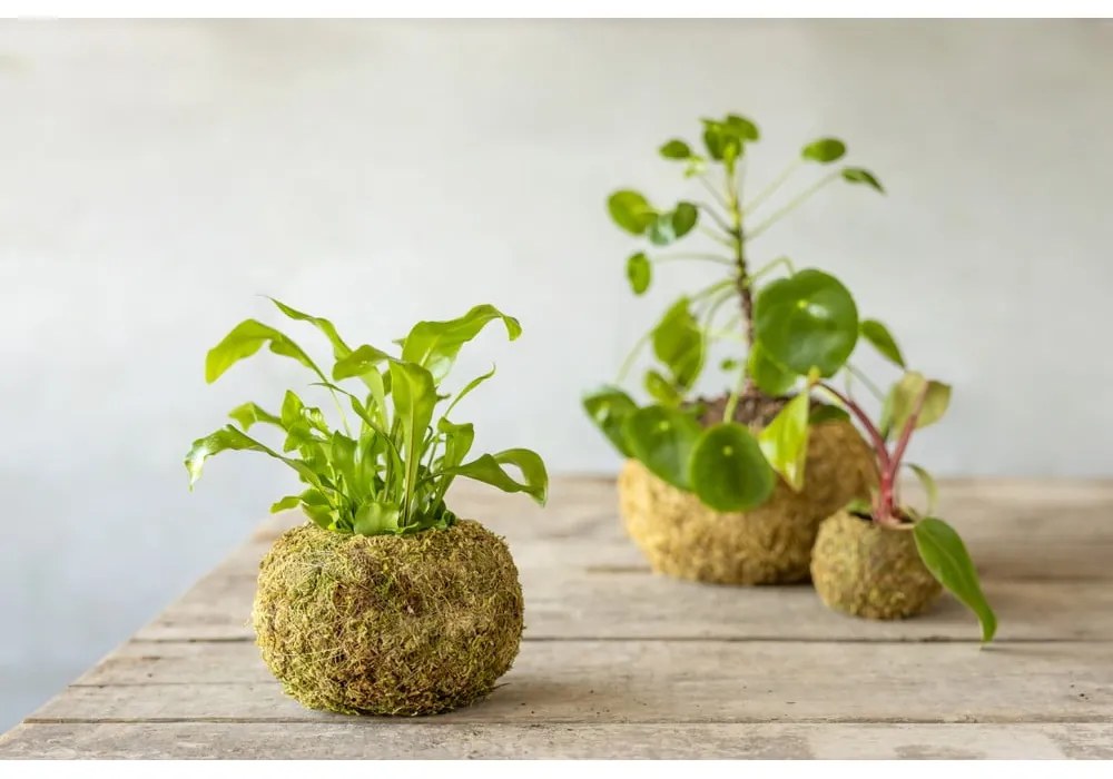 Virágcserép ø 14,5 cm Kokedama – Esschert Design