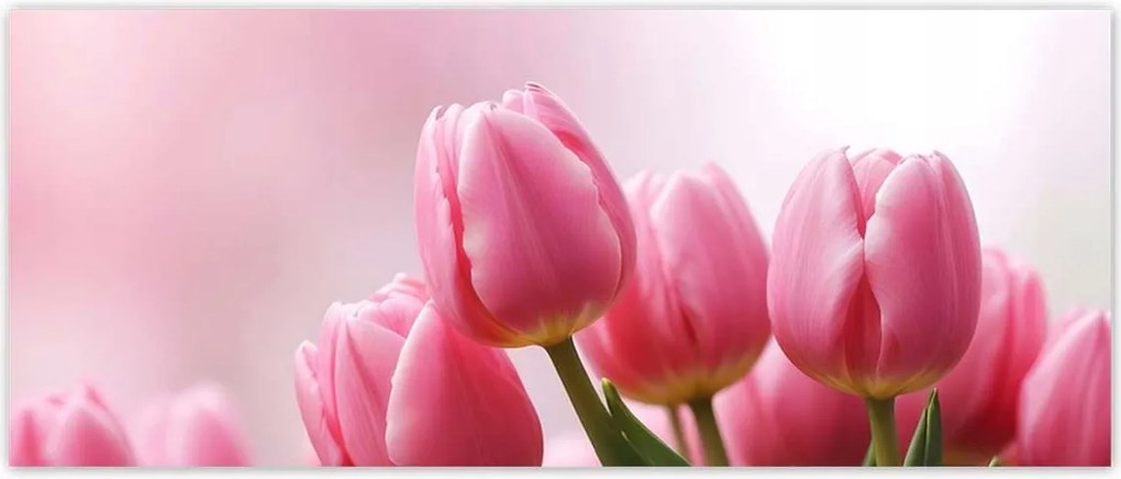 Fotótapéták 250x104 Rózsaszín tulipánok