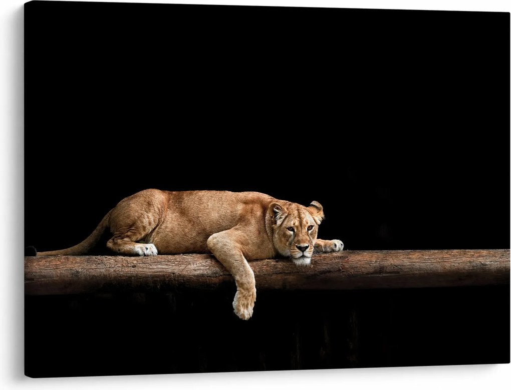 Kép - Lioness (70x50 cm)