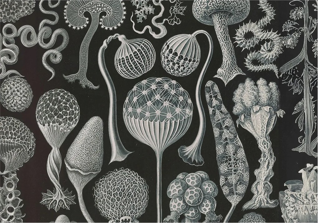 Divatos 3D Fali Tapéta Varázslatos növények 312x219 Ragasztóval