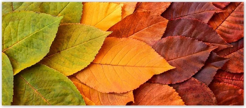 Fotótapéták 211x91 Őszi színes levelek Levelek az ősz színeiben
