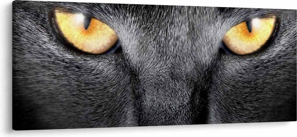 Kép - Közeli portré egy macskáról (120x50 cm)