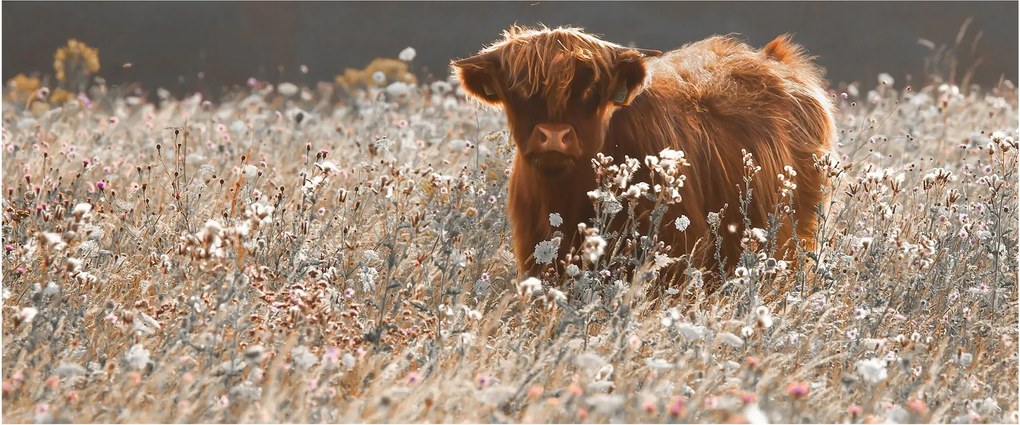 Kép - Skót tehén a virágban (120x50 cm)
