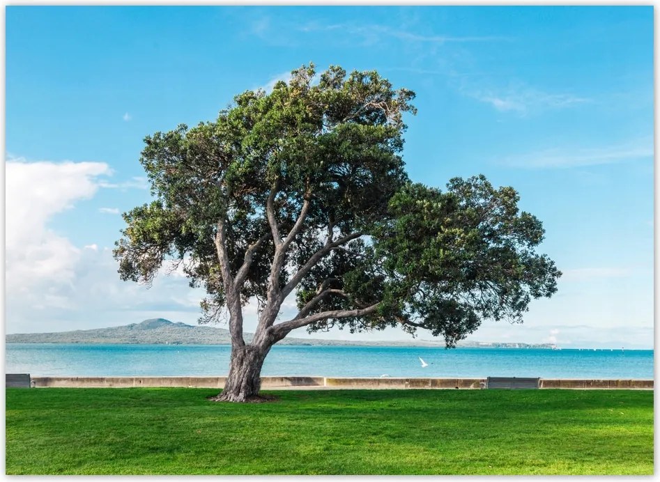 Fotótapéta flizelina 254x184 Magányos fa