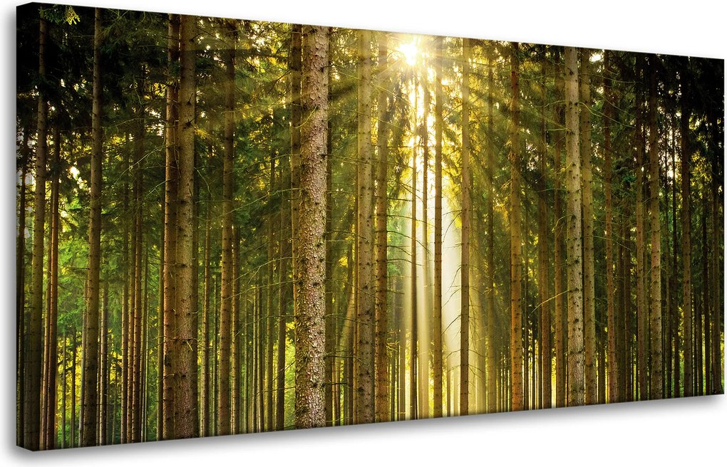 Vászonkép Erdő Fák Nap Természet Tavasz 80x40 cm