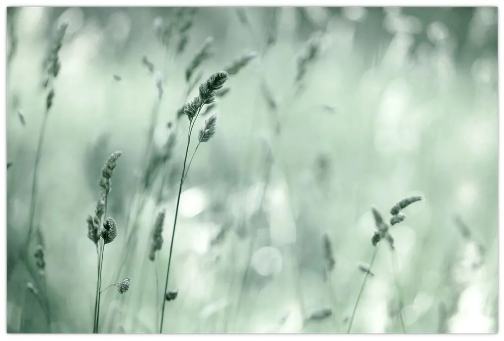 Kép - Zöld rét (90x60 cm)