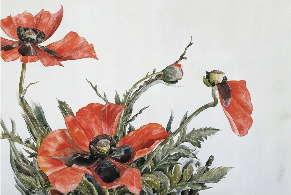 Fotótapéta Dekoratív Fali Tapéta Képekkel Piros pipacs 104x70