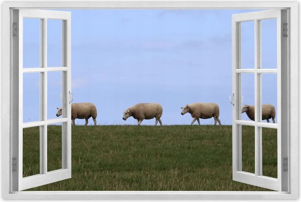 Poszterek 60x40 Juh legeltetés Bárányok