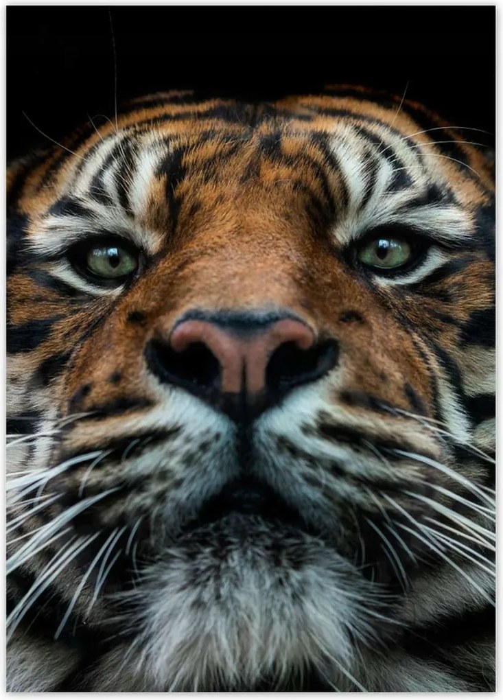 Poszterek 50x70 Tigris macska portré