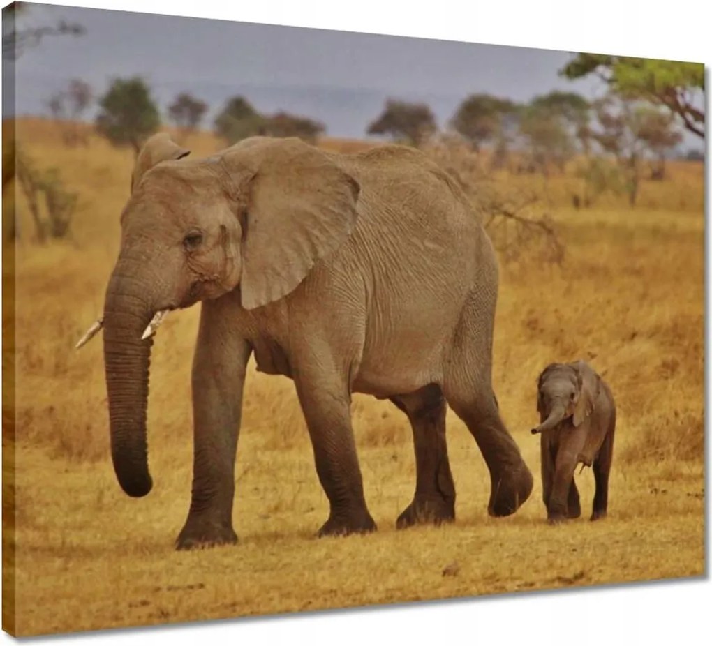 Vászonkép 50x40 Elefánt az anyjával