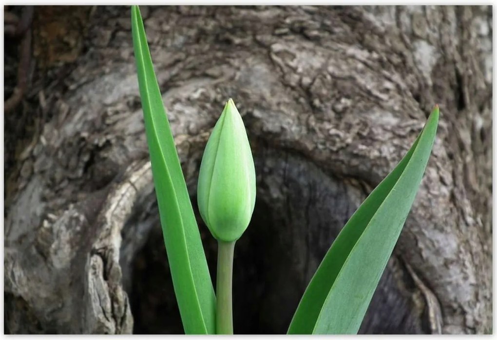 Poszterek 155x105 Zöld tulipán