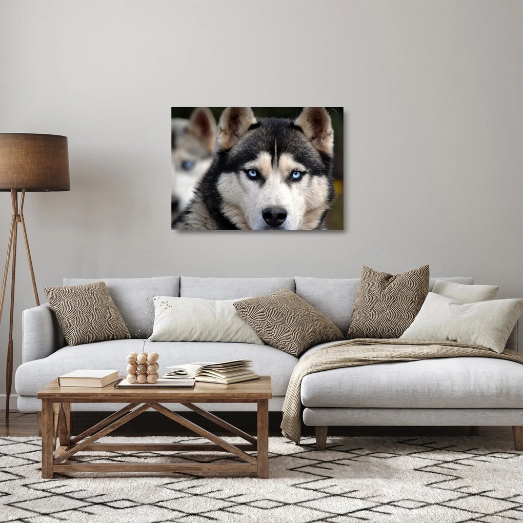 Husky kutya kép (üvegen) (70x50 cm)