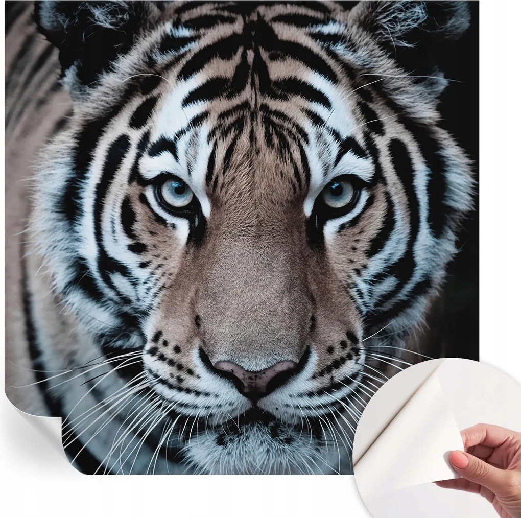 Öntapadós tapéta Divatos 3D fali ragasztó Tigris portré 250x250 cm