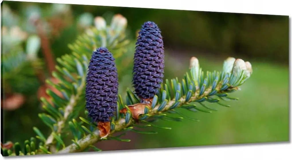 Vászonkép 115x55 Lila tobozok