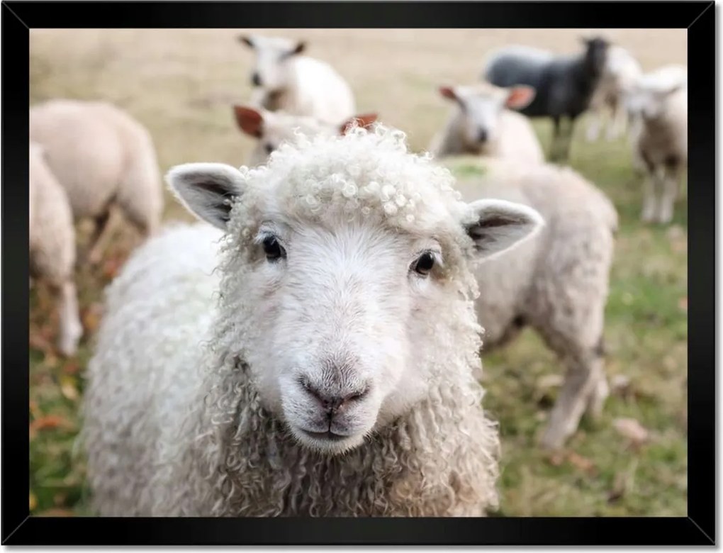 Poszterek keretben 40x30 Juh legeltetés Bárányok